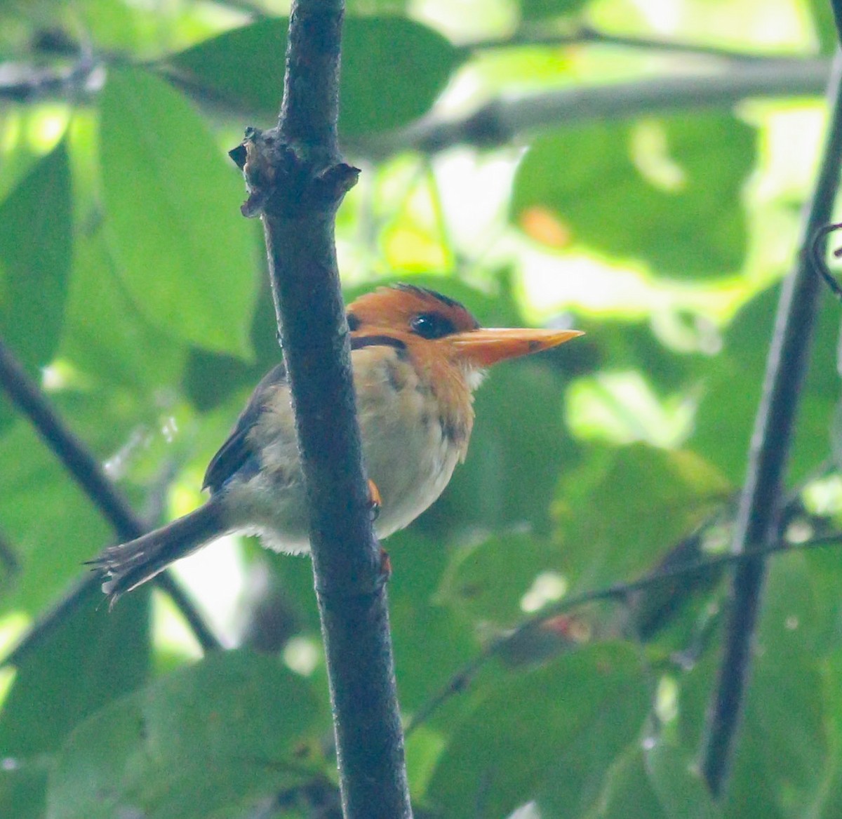 Yellow-billed Kingfisher - Wilbur Goh