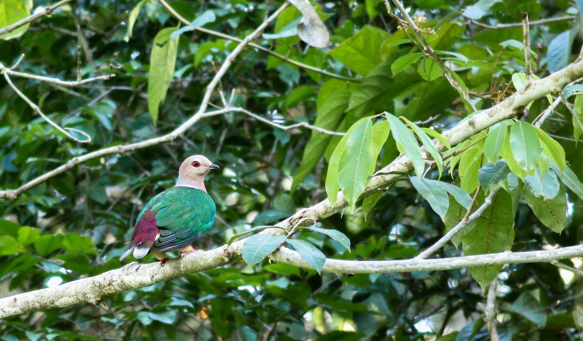 Purple-tailed Imperial-Pigeon - ML206597221