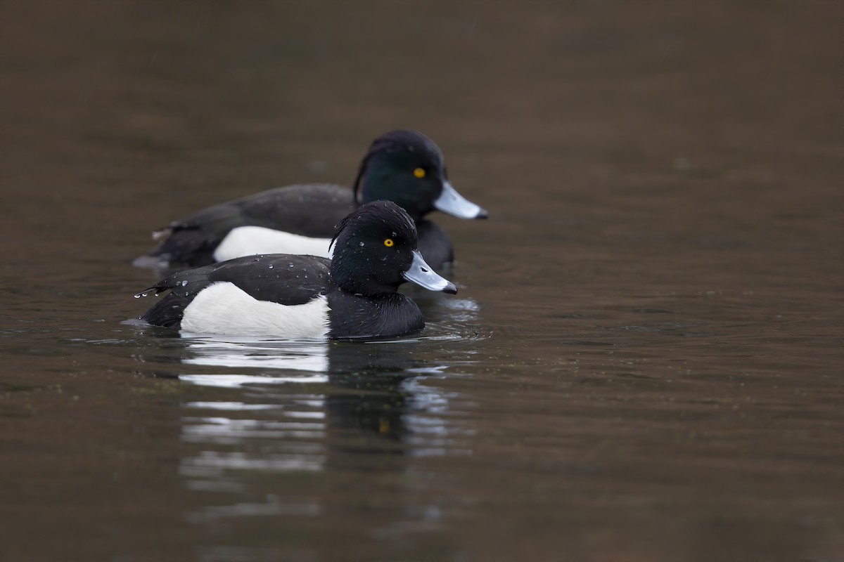 Tufted Duck - ML206597921
