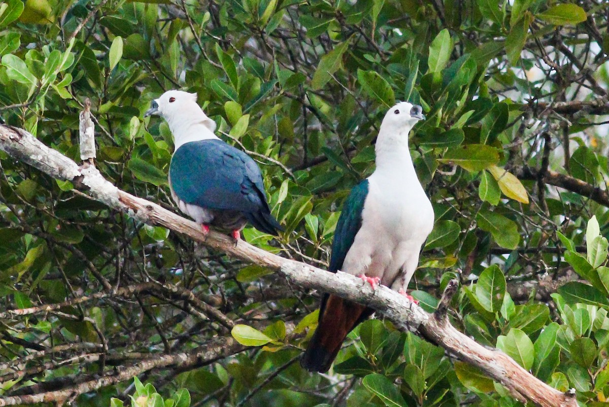 Spice Imperial-Pigeon - ML206598461