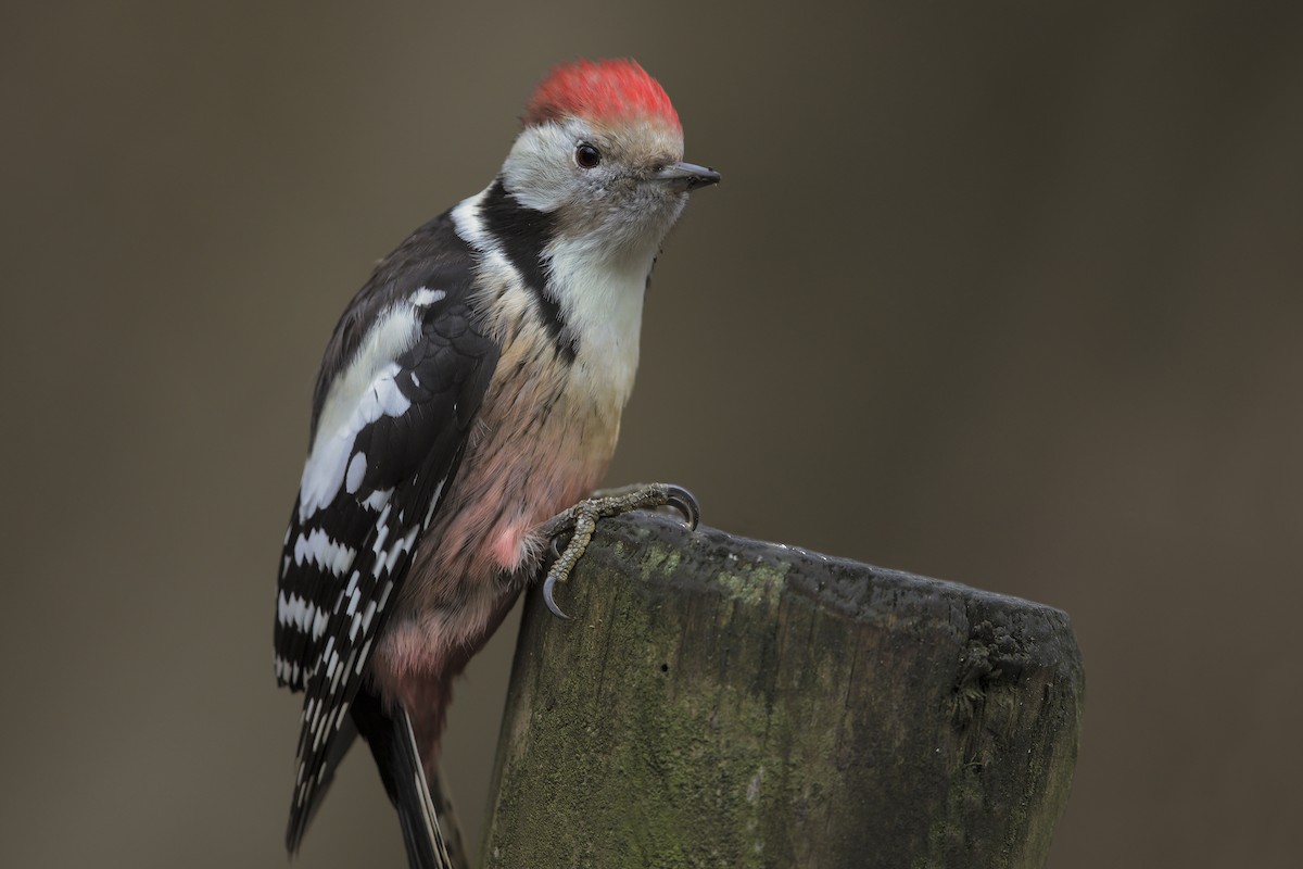 Middle Spotted Woodpecker - ML206598831