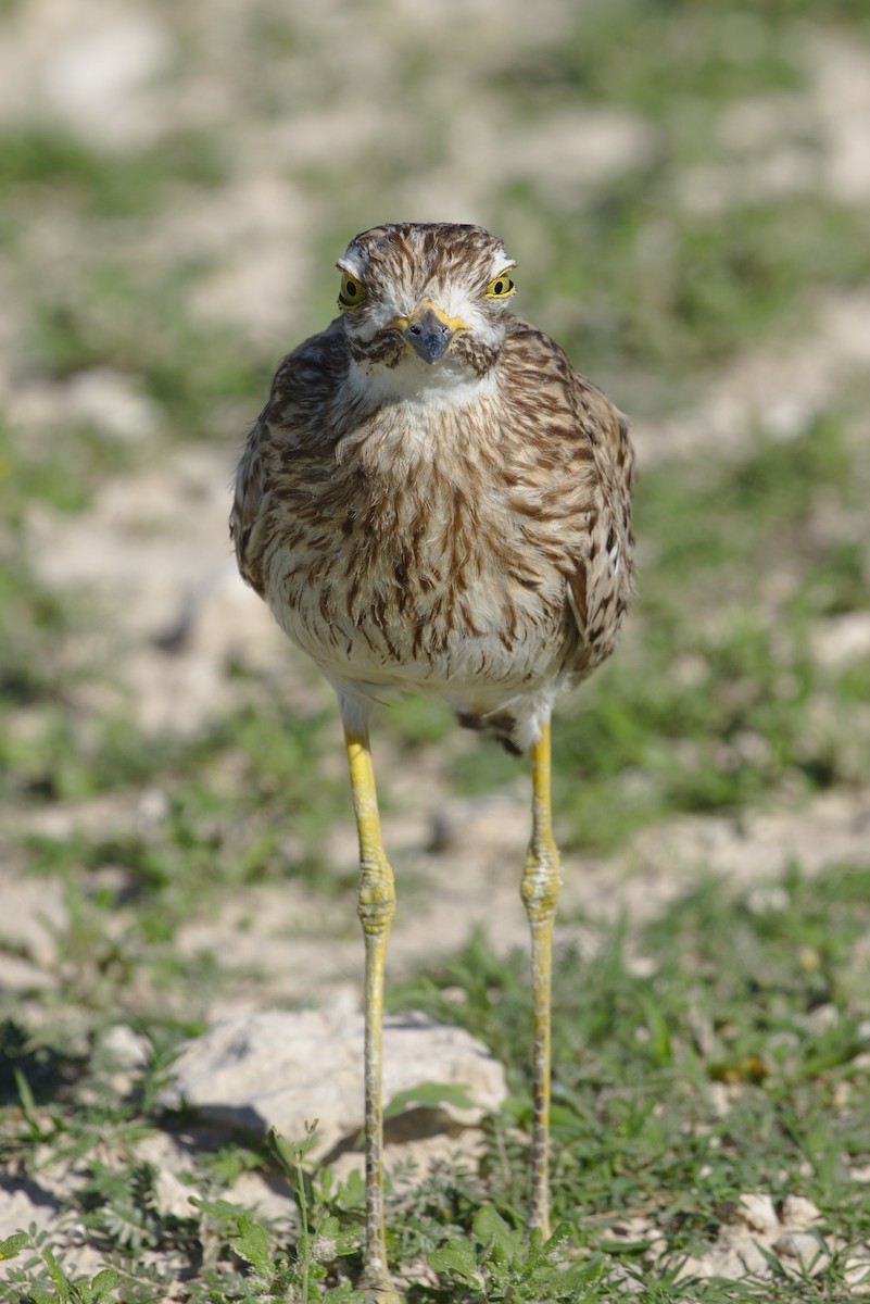 Spotted Thick-knee - Georg Rüppel