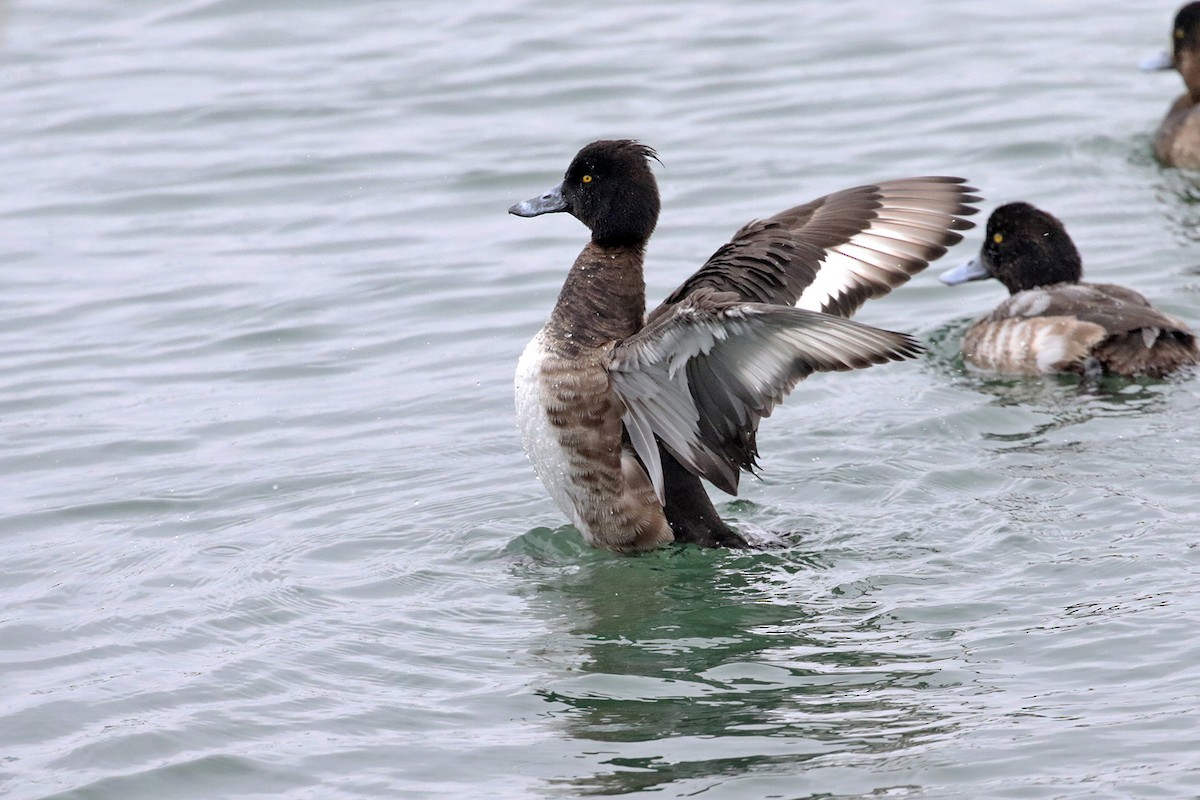 Tufted Duck - ML206600691