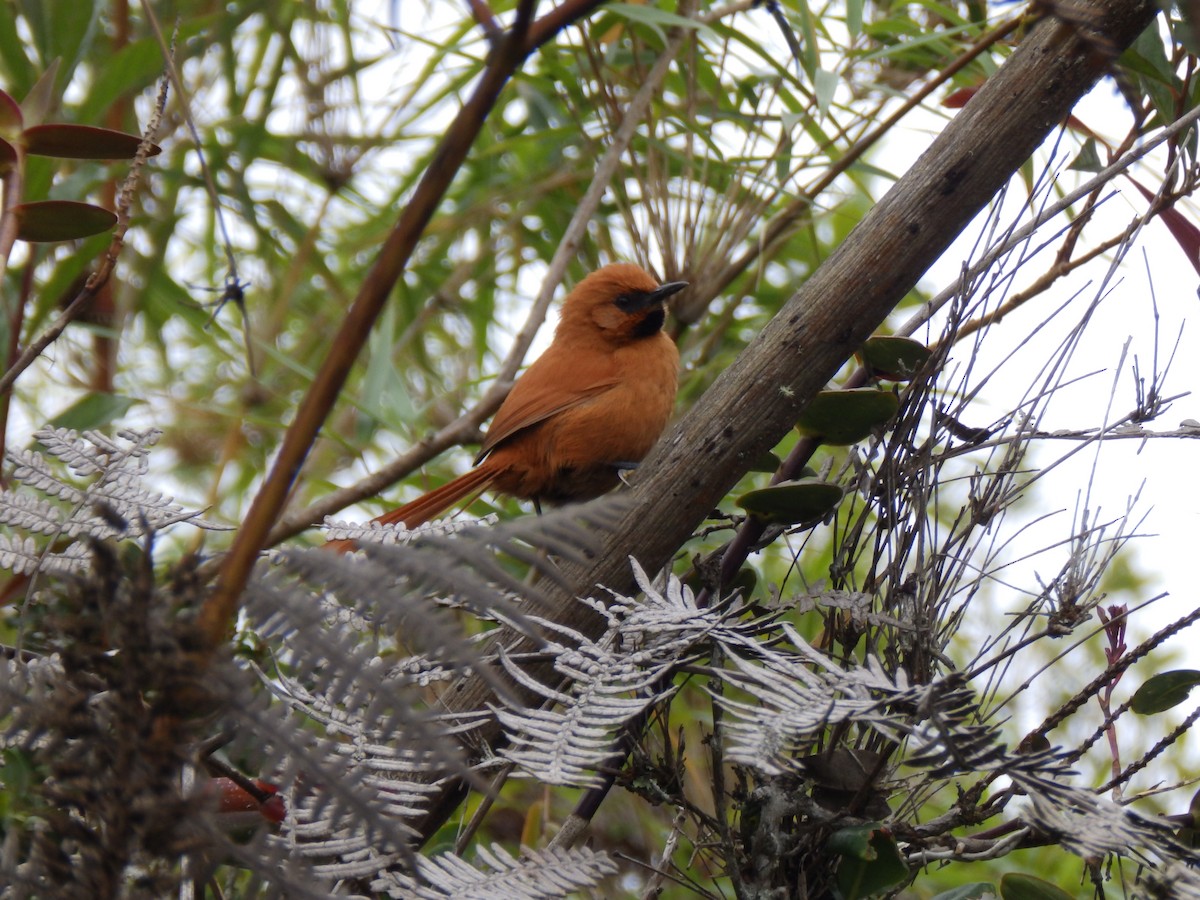 Black-throated Spinetail - ML206601291