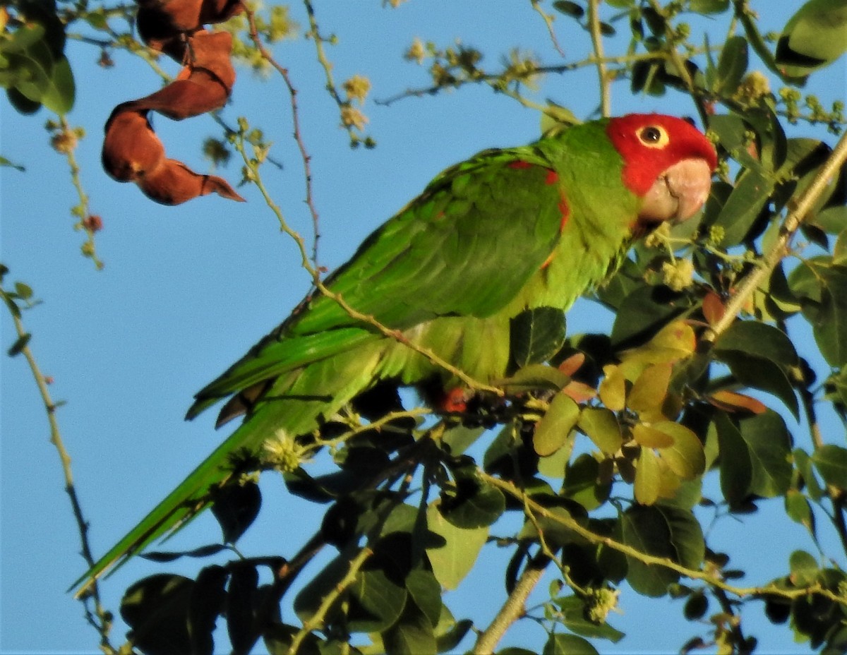Red-masked Parakeet - ML206602781