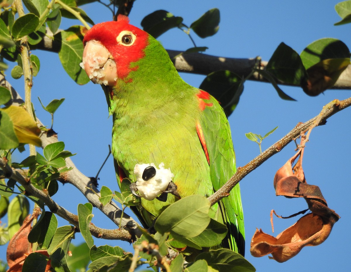 Red-masked Parakeet - Dave Milsom
