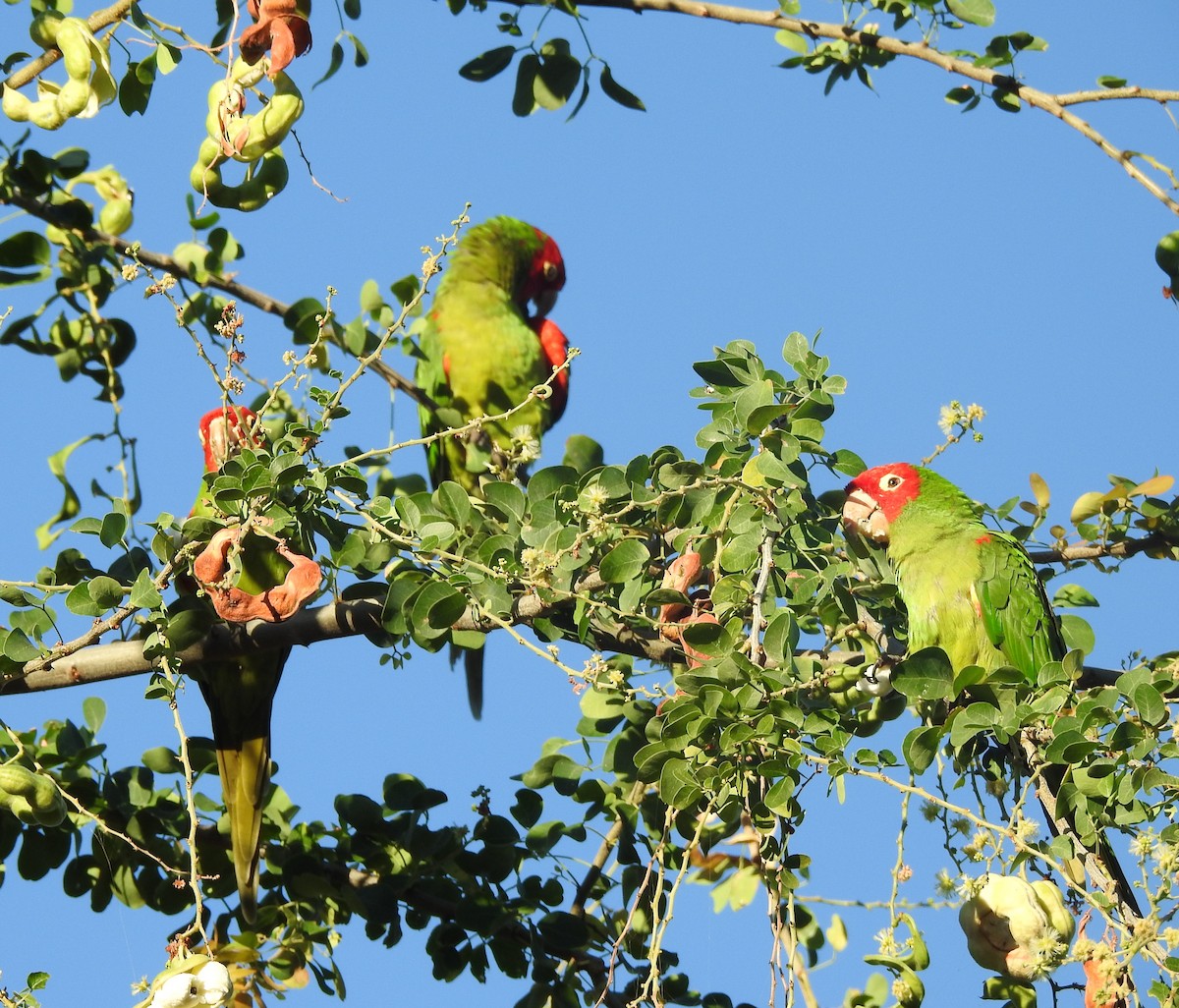 Guayaquil Papağanı - ML206602821