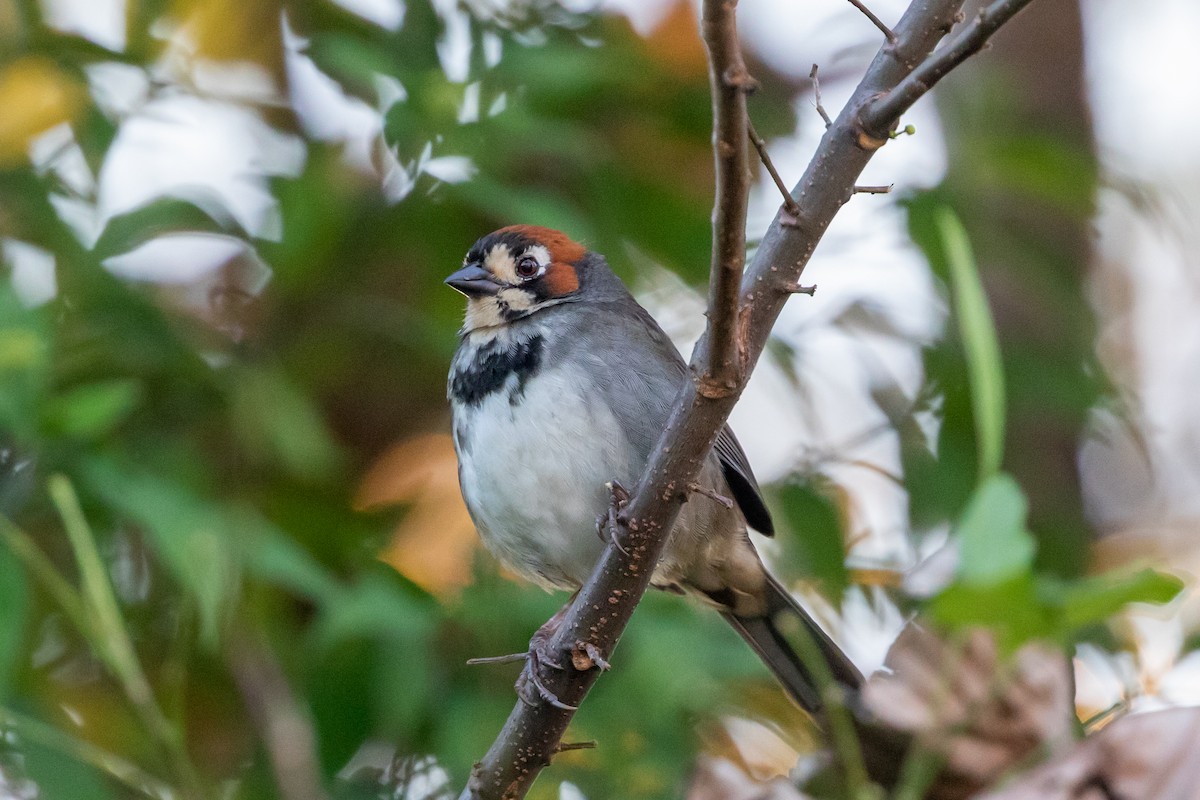 Cabanis's Ground-Sparrow - Cory Gregory