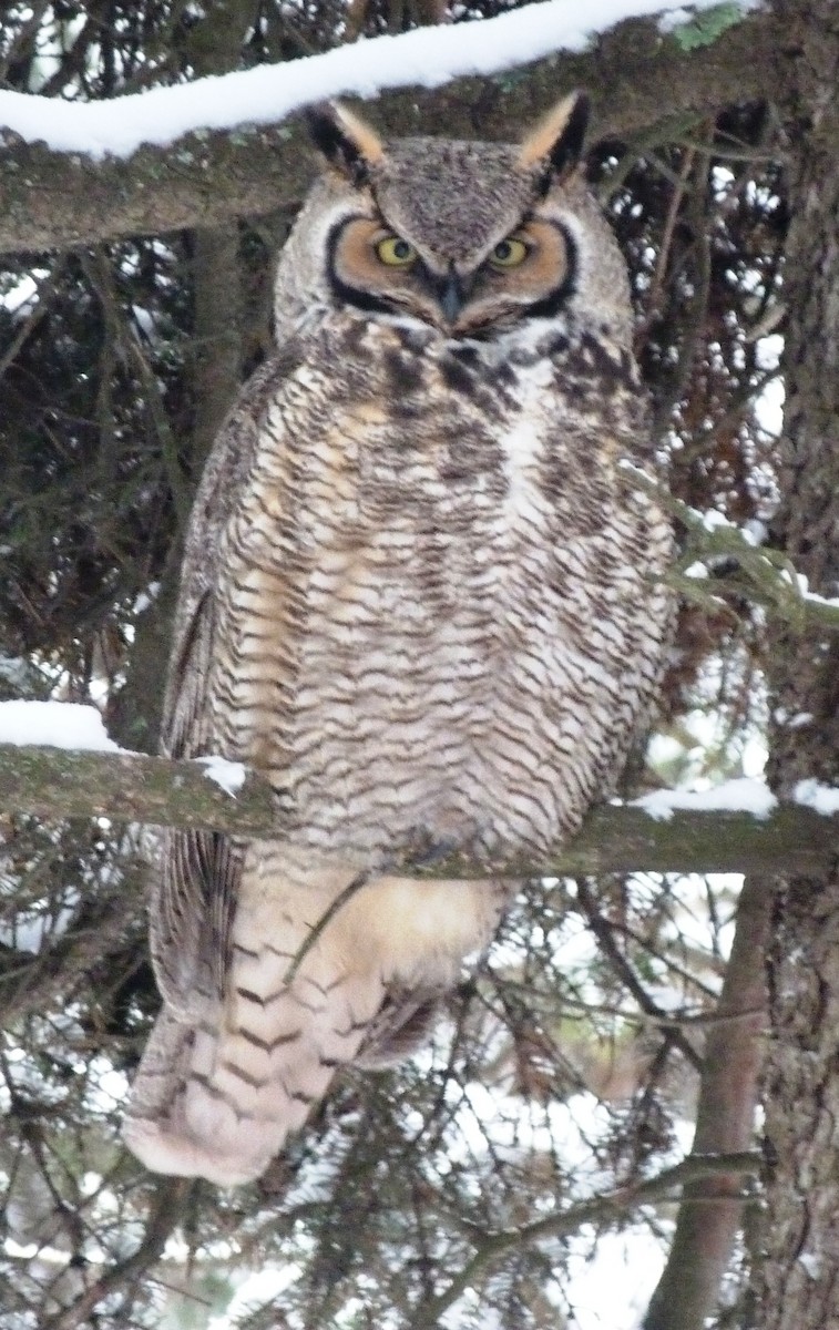 Great Horned Owl - Jim Lind