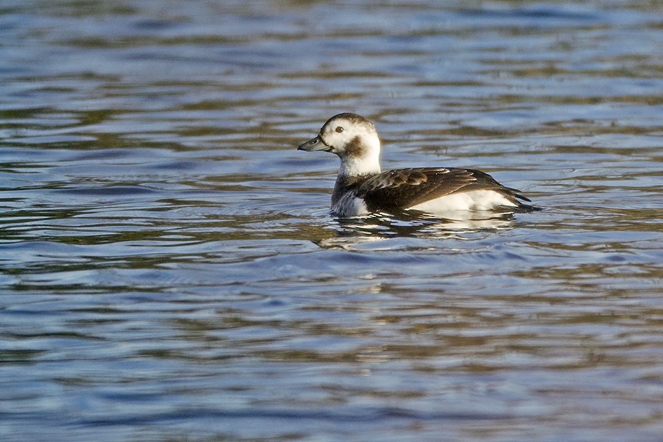 Long-tailed Duck - Jeff Dyck