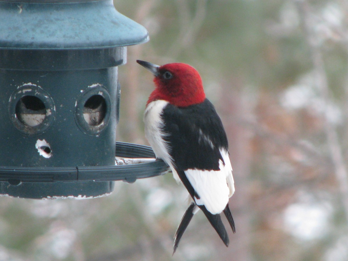 Red-headed Woodpecker - John Randolph