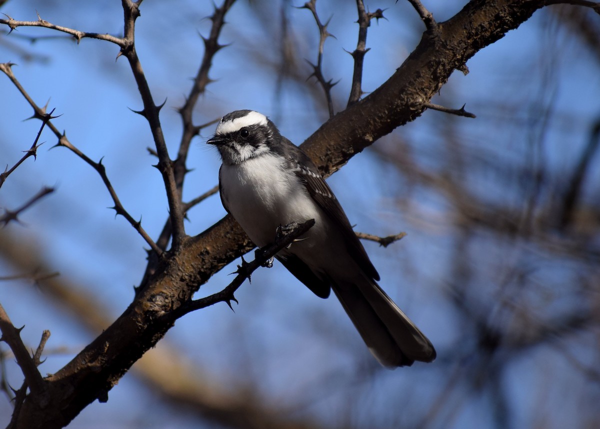 White-browed Fantail - ML206612271