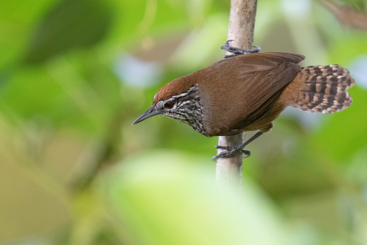 Spot-breasted Wren - Cory Gregory