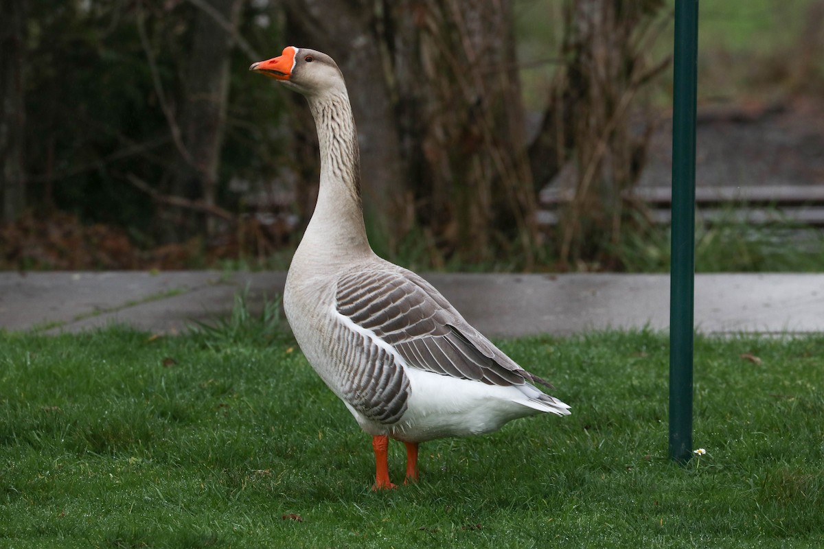 Domestic goose sp. (Domestic type) - Jen Sanford