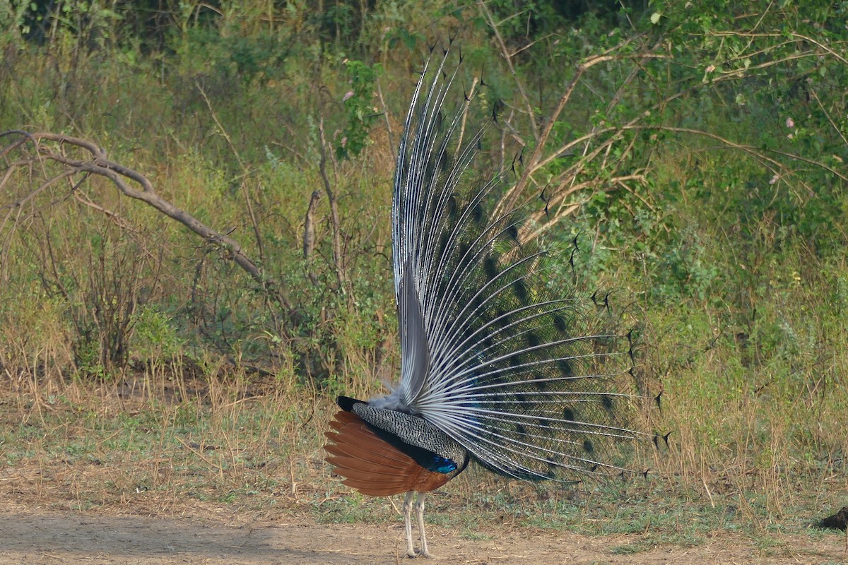 Indian Peafowl - ML206617411