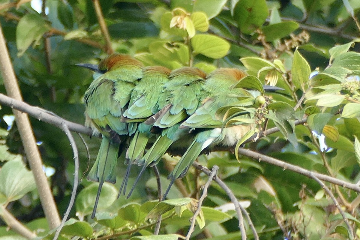 Asian Green Bee-eater - ML206617851
