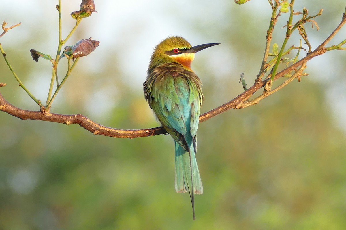 Blue-tailed Bee-eater - ML206617901