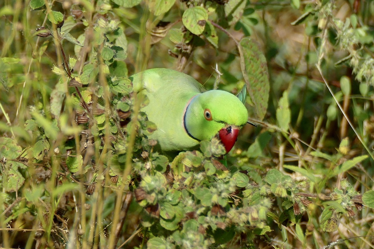 Yeşil Papağan - ML206618091