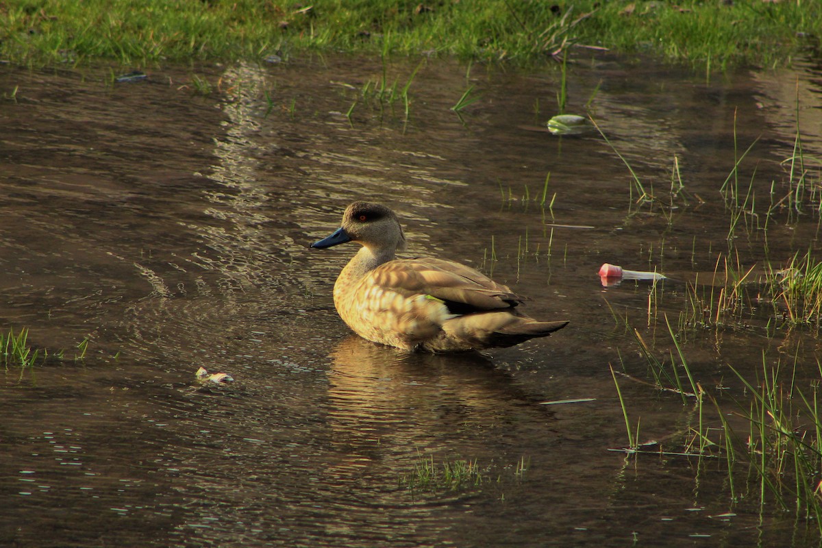 Crested Duck - ML20662081