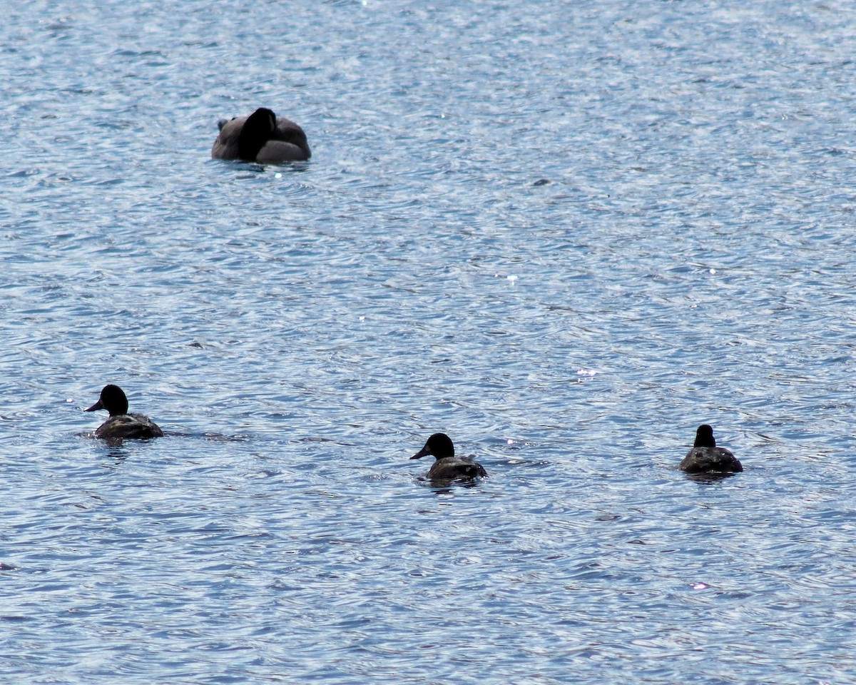Greater Scaup - David Rooke