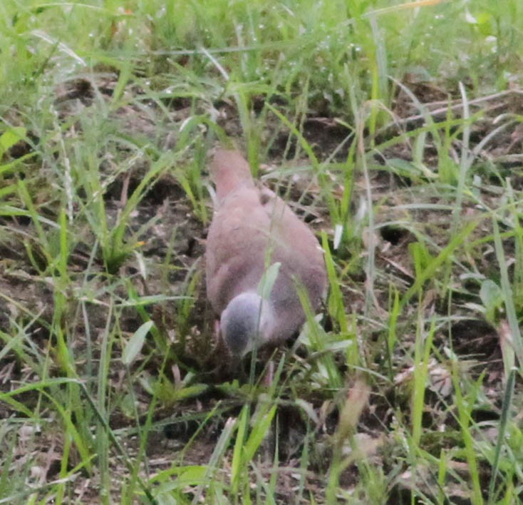 Ruddy Ground Dove - ML206622091