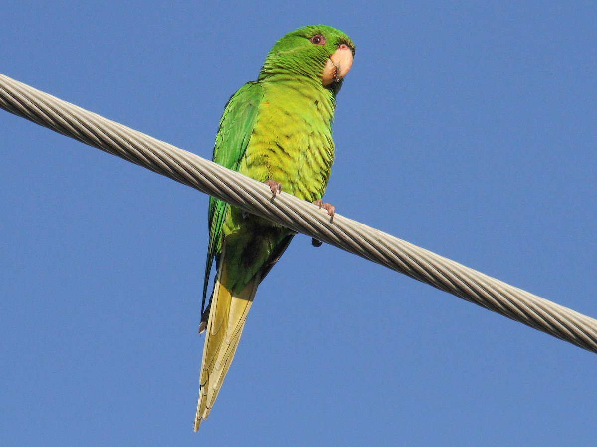 Green Parakeet - Pam Rasmussen