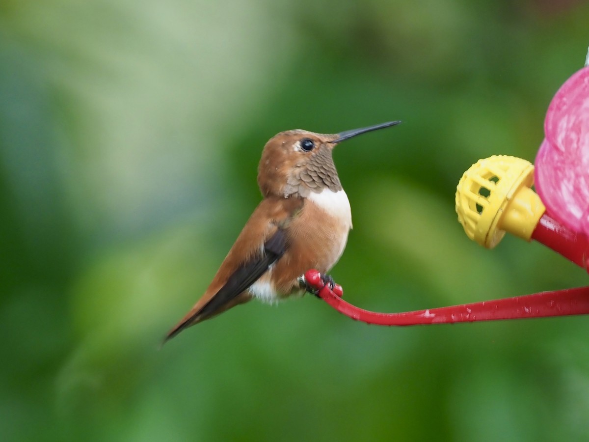Rufous Hummingbird - Yve Morrell