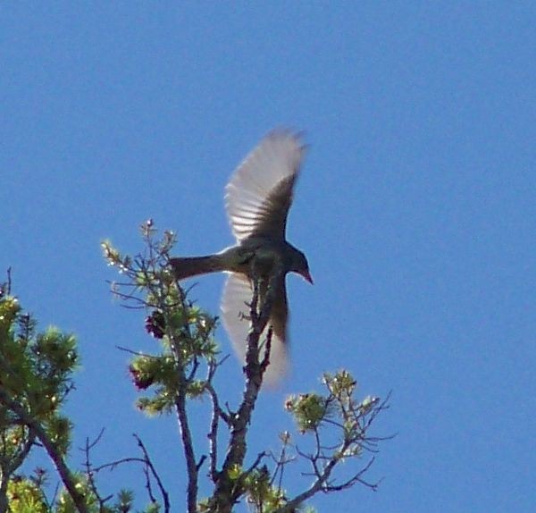 Greater Pewee - ML20663391