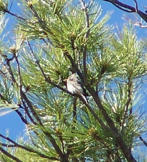 Greater Pewee - ML20663401