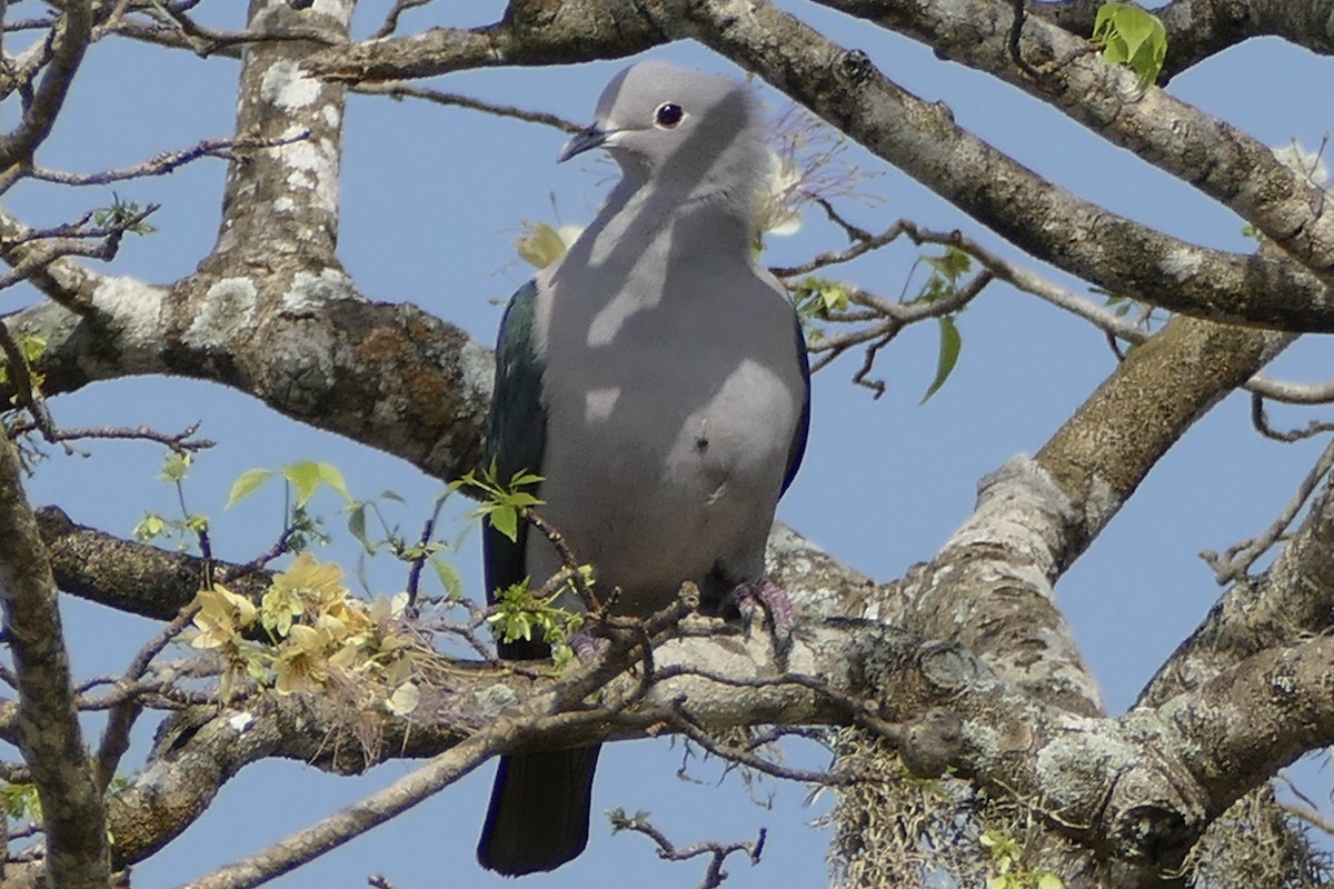 Green Imperial-Pigeon - ML206636431
