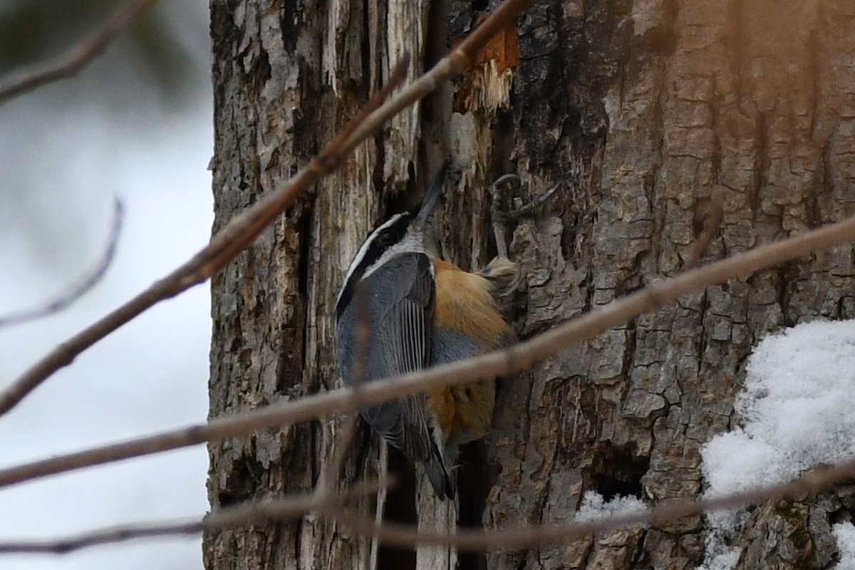 Red-breasted Nuthatch - ML206636891