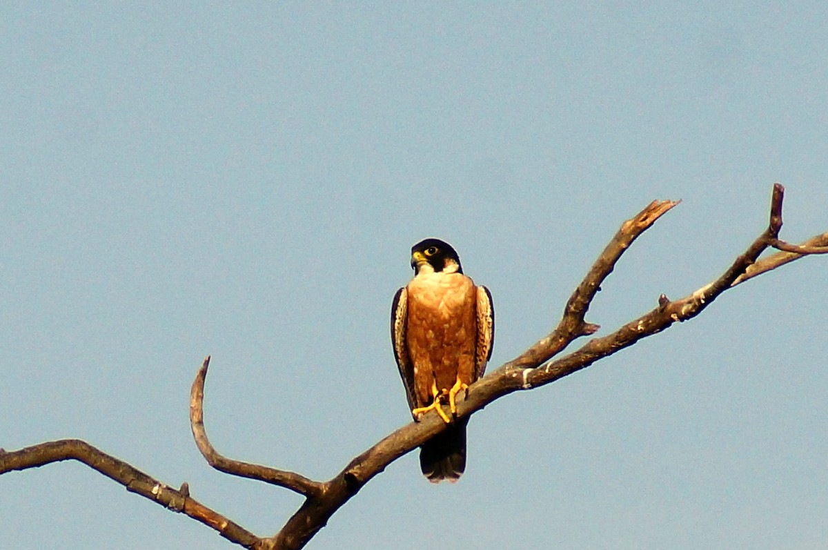 Peregrine Falcon - Harsh Buty