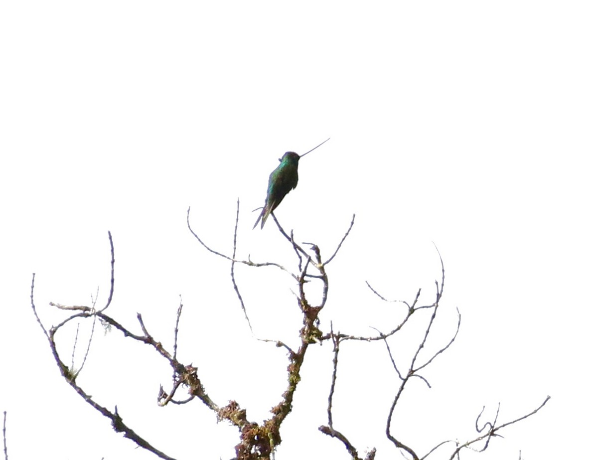 Sword-billed Hummingbird - Jon Pleizier
