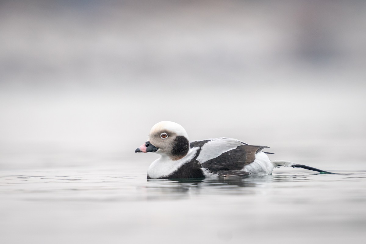 Long-tailed Duck - ML206655771