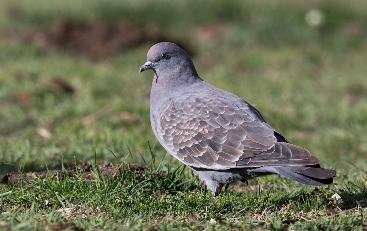 Spot-winged Pigeon - Lars Petersson | My World of Bird Photography