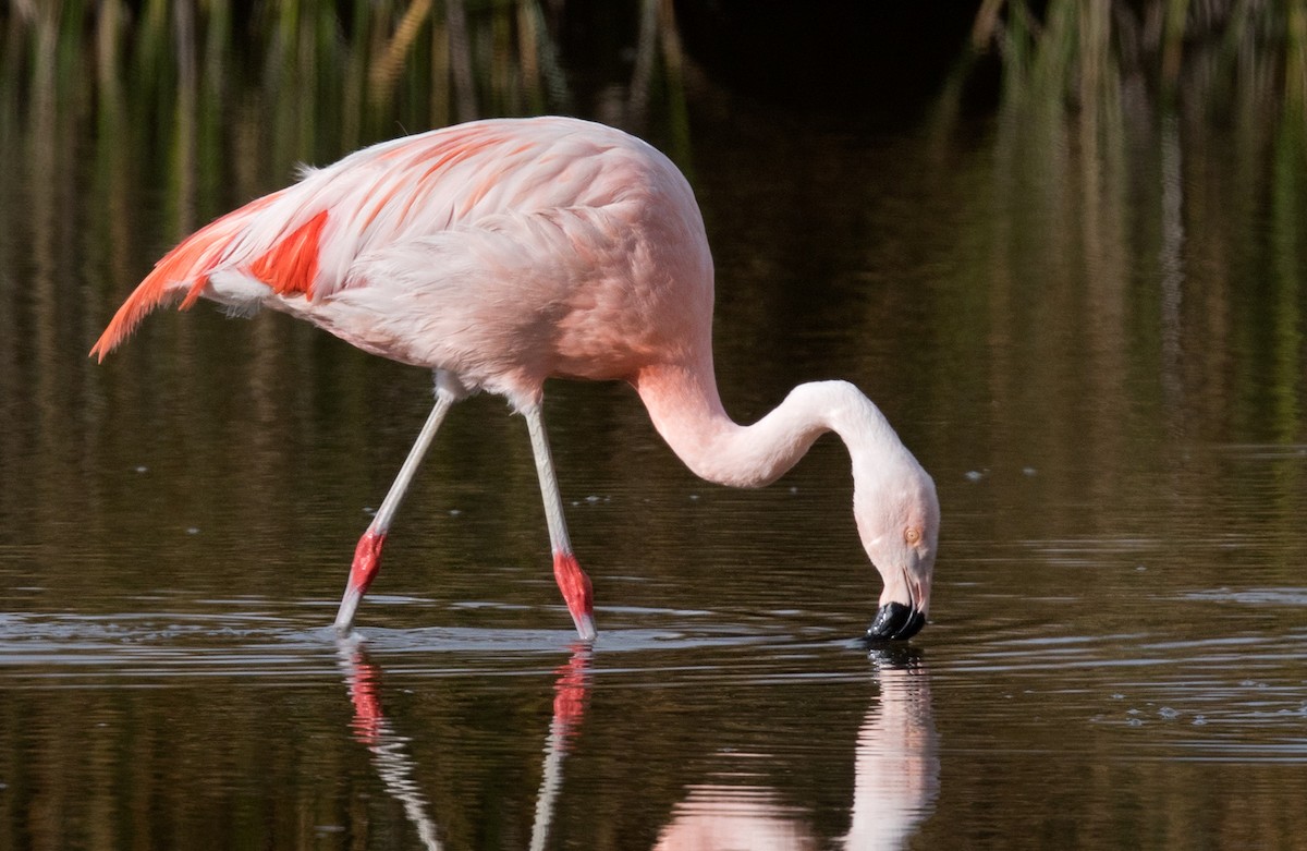 Chilean Flamingo - ML206658091
