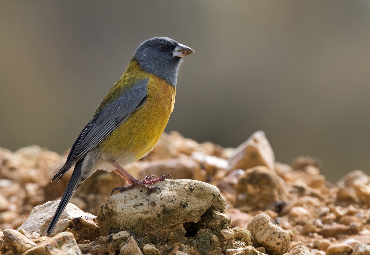 Peruvian Sierra Finch - Lars Petersson | My World of Bird Photography
