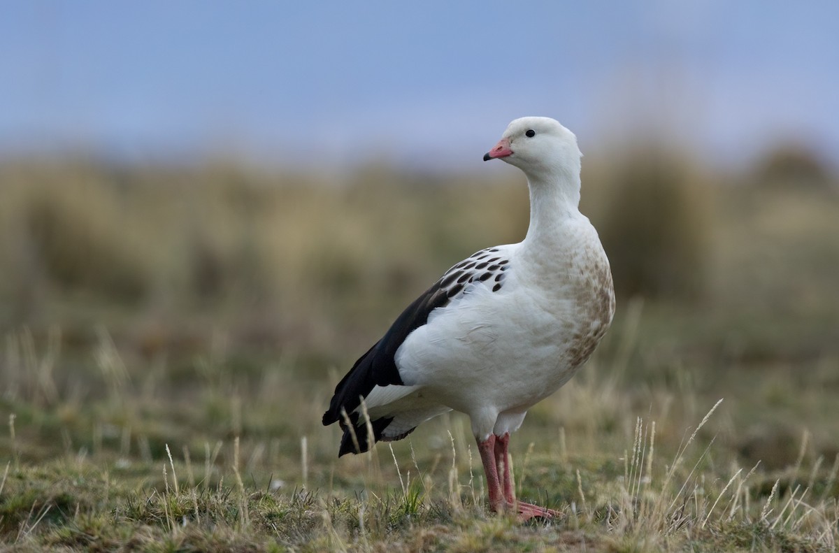 Andean Goose - ML206661291