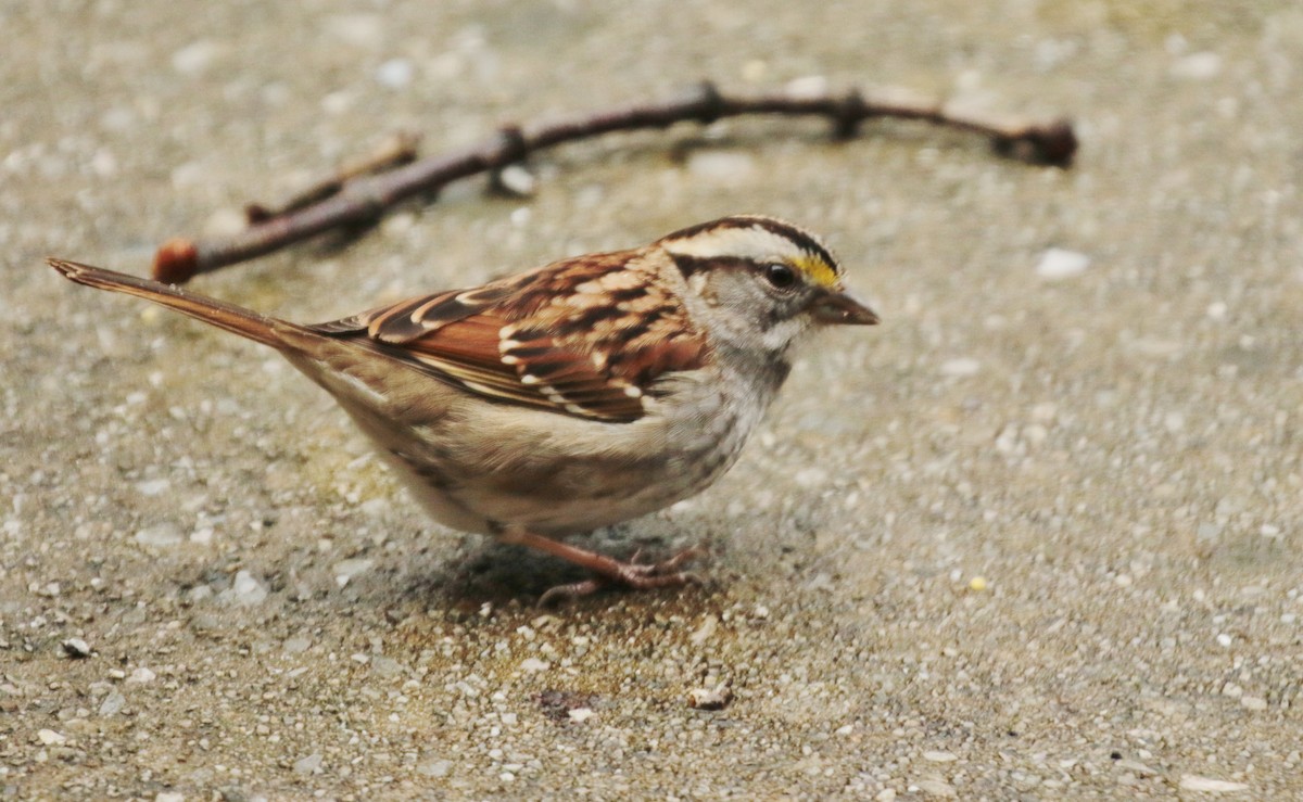 White-throated Sparrow - Tommie Rogers