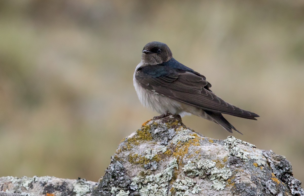 Andean Swallow - ML206663801