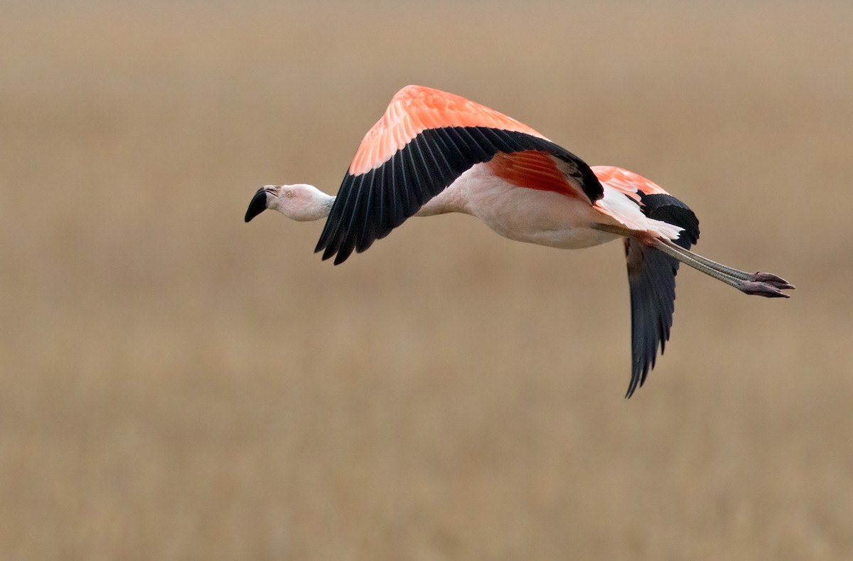 Şili Flamingosu - ML206666101