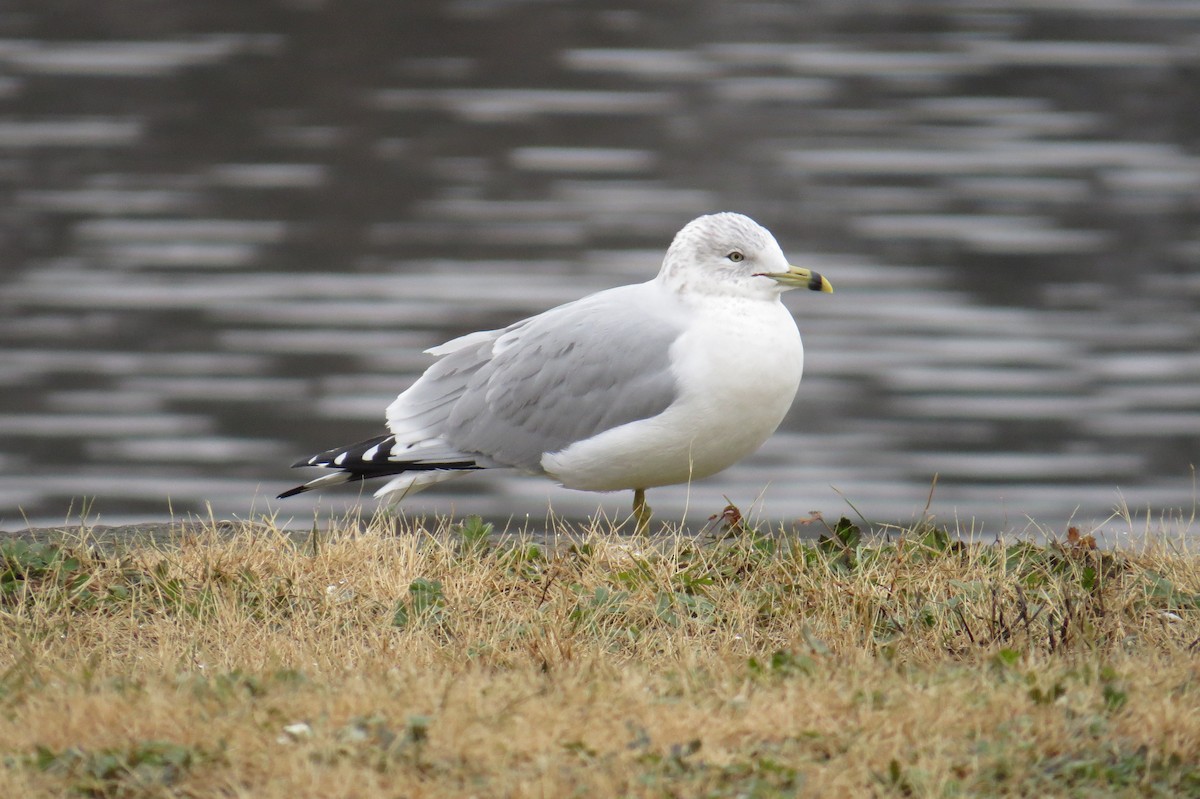 eBird Checklist - 2 Dec 2018 - Flightlock Road Boat Launch, Waterford ...