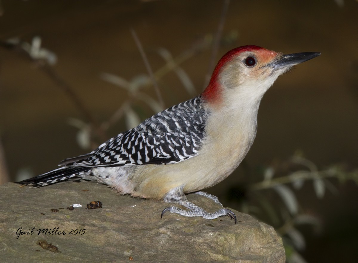 Red-bellied Woodpecker - Gail Miller