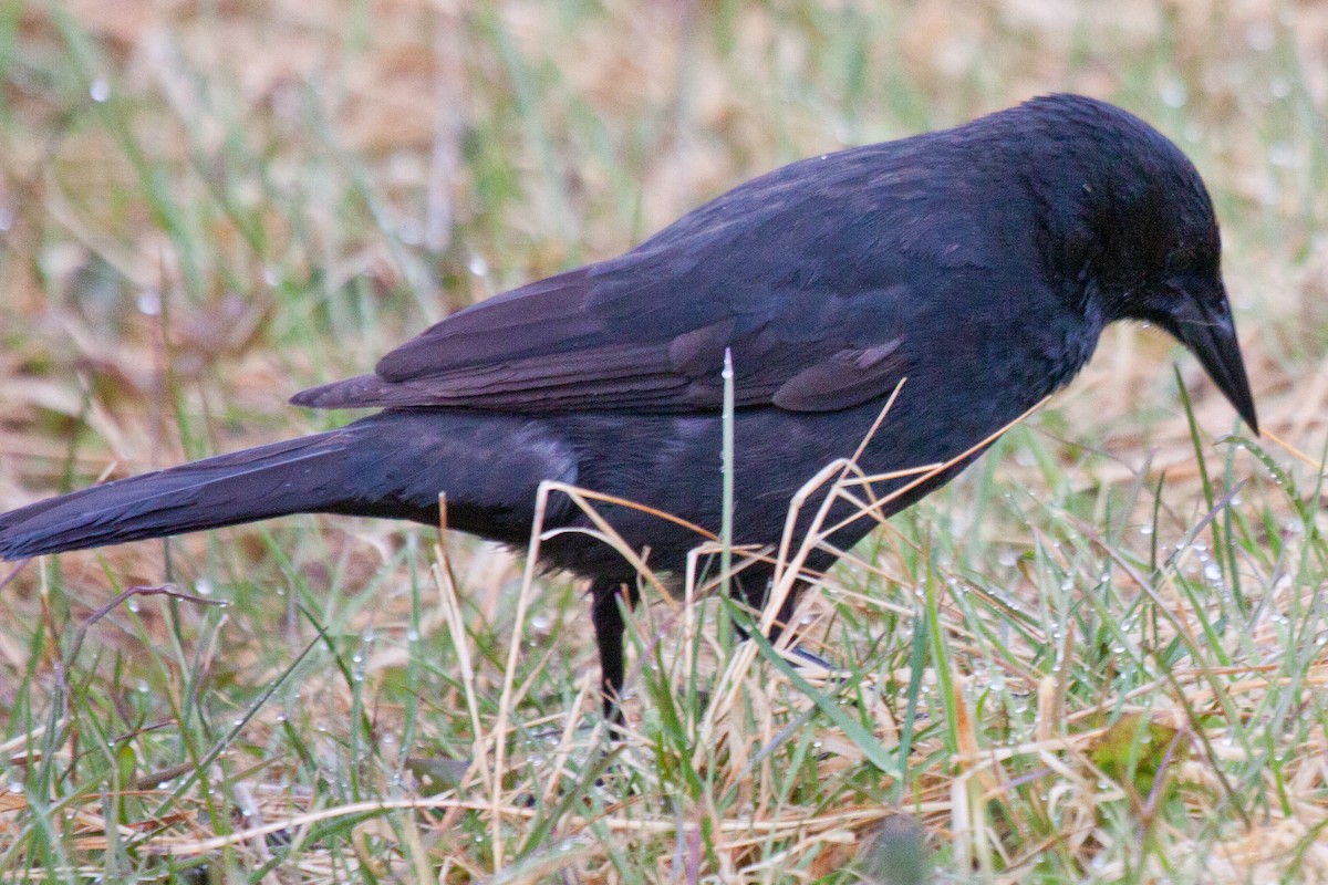 Austral Blackbird - ML206684991