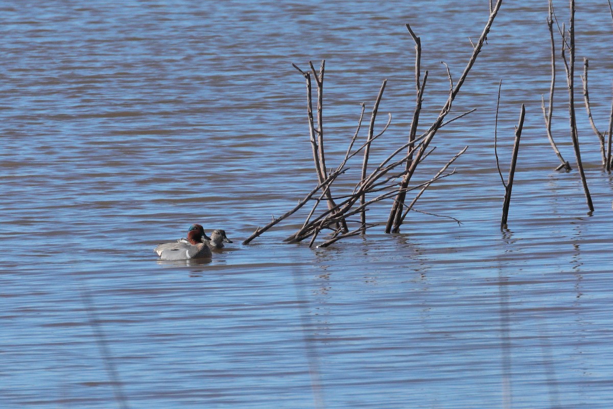 Green-winged Teal - ML206685921