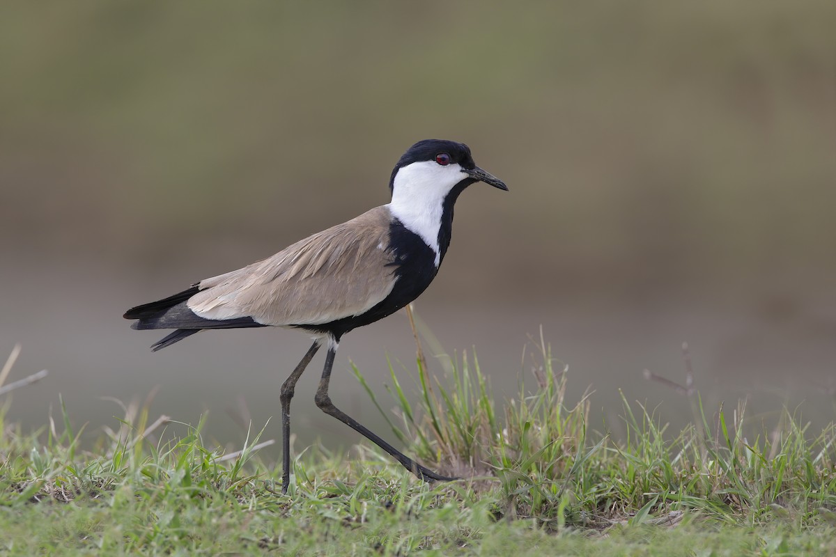 Spur-winged Lapwing - ML206686401