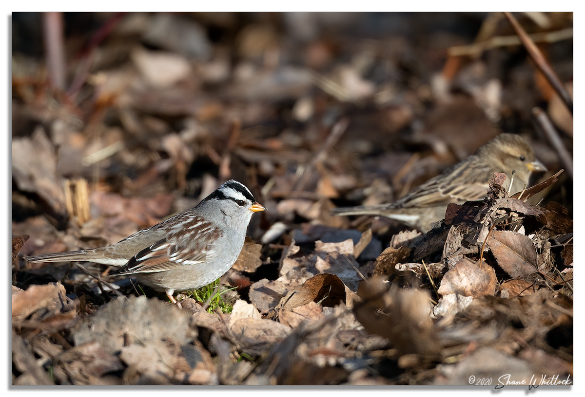 White-crowned Sparrow - ML206689731