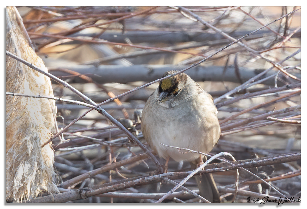 Golden-crowned Sparrow - ML206689891