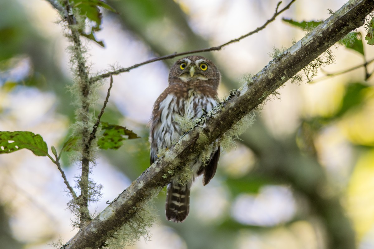 Northern Pygmy-Owl - ML206692501