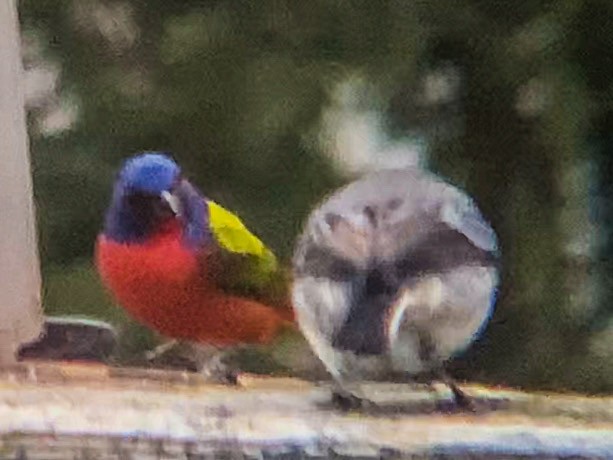 Painted Bunting - ML206698091